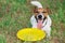 Jack Russel terrier lays on the grass with yellow plastic disk.