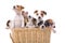 Jack russel terrier puppies