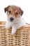 Jack Russel Terrier puppy