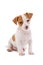 Jack Russel Terrier puppy