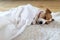 Jack russel terrier puppy sleeping on white carped
