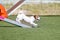 jack russel terrier running dog agility