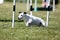 jack russel terrier running dog agility course