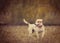 Jack russel terrier in vintage style