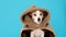 Jack Russel terrier in warm beige jacket with hood on blue