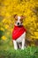 Jack russel terrier in yellow flowers