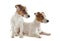 Jack russel terriers