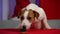 Jack Russell climbs his front paws on the table with a red tablecloth and licks the muffins that lie on it. A pet in a