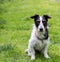 Jack Russell cross dog. Mans best friend sitting obediently.