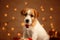 Jack russell cute little puppy portrait