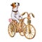 Jack Russell dog on a bicycle isolated on a white background. Puppy in the basket Watercolor