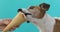 Jack russell dog eating ice cream on a cone waffle