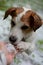 JACK RUSSELL DOG EXPLORING WITH ITS NOSE AND PAW HAIL STONES AFT