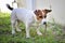 Jack Russell dog hunting prey