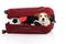 JACK RUSSELL DOG INSIDE A RED MODERN SUITCASE GOING ON VACATIONS. ISOLATED AGAINST WHITE BACKGROUND