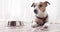 Jack Russell dog lies near empty bowl