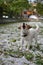 JACK RUSSELL DOG MOVING IN HAIL STONE AT PARK AFTER HAILSTORM