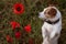 JACK RUSSELL DOG ON POPPIE FIELD STANDING ON TWO LEGS