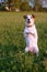 JACK RUSSELL DOG PUPPY STANDING ON TWO HIND LEGS TRICK AGAINST NATURAL GREEN GRASS BACKGROUND