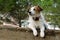 JACK RUSSELL DOG RELAXING AND RESTING WITH CLOSED EYES ON LATERITE STONE WALL IN PARK