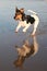 Jack Russell Dog Running Water