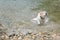 JACK RUSSELL DOG SHAKING OFF WATER ON A RIVER ON SUMMER