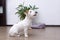 Jack Russell dog sits on the floor of a room against a background of a flower and a white wall
