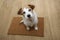 Jack russell dog sitting over a doormat asking for a treat or walk. from above