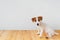 jack russell dog sitting on wooden floor with profile view