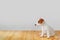 jack russell dog sitting on wooden floor with profile view