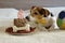 Jack russell dog sniffing cake on his sixth birthday