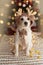 JACK RUSSELL DOG UNDER CHRISTMAS TREE LIGHTS CELEBRATING HOLIDAYS WEARING A REINDEER HAT