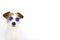 JACK RUSSELL DOG WEARING BLUE MIRROR SUNGLASSES ISOLATED ON WHIT