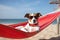 jack russell dog wearing sunglasses enjoying a beach vacation on top of a hammock. Ai generative