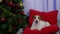 Jack Russell is lying on a red pillow in a decorated room by the Christmas tree. The pet looks ahead carefully. Cozy