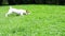 Jack Russell Parson Terrier Catch A Ball