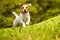 Jack Russell Parson Terrier Dog