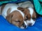 Jack Russell Puppies2