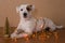 Jack russell puppy lying entangled in a glowing garland, near there is a small golden christmas tree