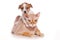 Jack Russell puppy and sphinx cat