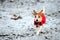 Jack Russell running in red winter coat