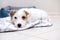 Jack Russell`s puppy broken lies on a blanket