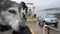 Jack Russell shivering as cars exit ferry crossing boat slow motion