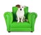 Jack russell sitting on a green armchair