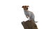 Jack Russell Sitting On Log White Background