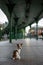 Jack russell is sitting at the station waiting. Little dog on the transport