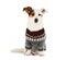 Jack russell sitting with sweater