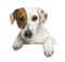 Jack Russell terrier, 1 year old