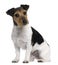 Jack Russell Terrier, 3 years old, sitting