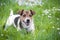 Jack Russell Terrier